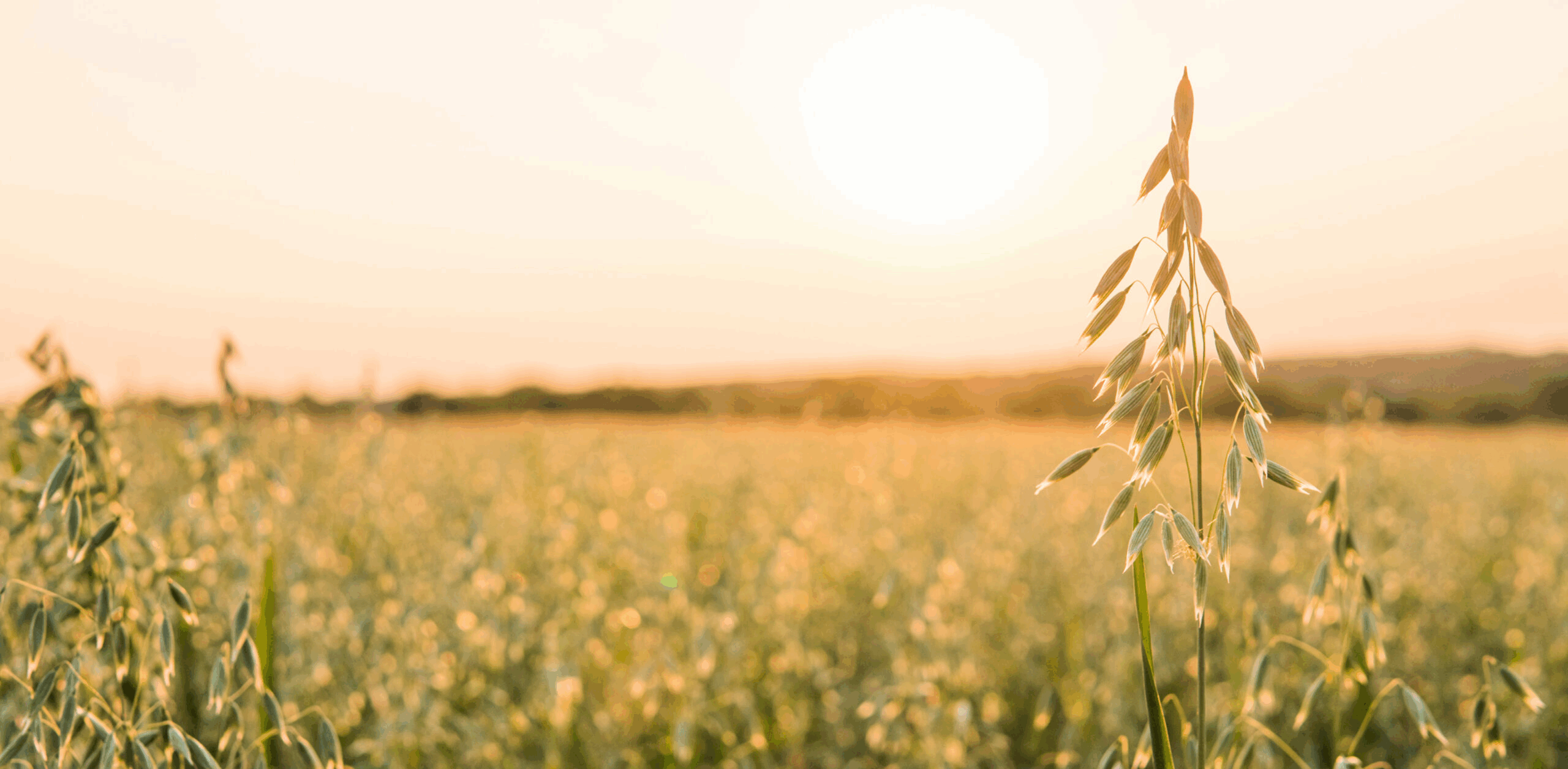 Oat products showcase